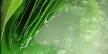 This is a Natural Lung Care and it is also good for Diabetes and Asthma as well as helps with insulin production.