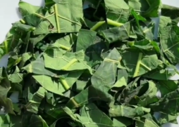 If you like or have papaya trees out there, try using its leaf as it also contains several health benefits. You can use the leaf with such preparation as teas, extracts, tablets, and juices.