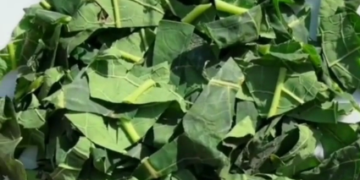 If you like or have papaya trees out there, try using its leaf as it also contains several health benefits. You can use the leaf with such preparation as teas, extracts, tablets, and juices.