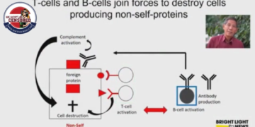 Dr. Sucharit Bhakdi explains how the immune system works and why mRNA injections would have never worked.